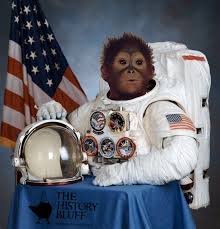 Portrait of Gordo the monkey in his space suit